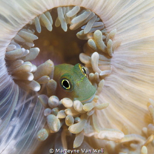 A cute little goby playing hide and seek. Canon EF100mm f... by Marteyne Van Well 